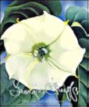 アート・デザイン・音楽 Georgia O' Keeffe One Hundred Flowers 51uyeCSw9YL._UF1000,1000_QL80_.jpg